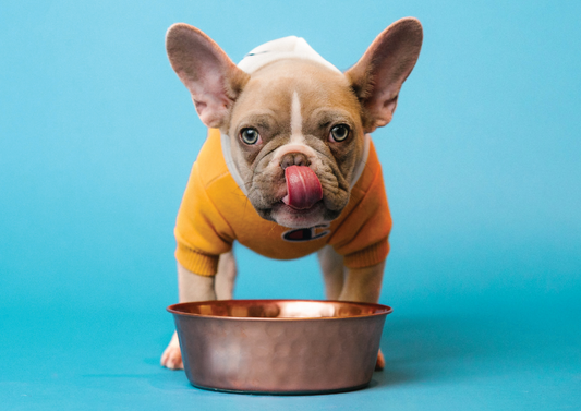 The Ultimate Guide to Choosing the Best Treat for Your Dog