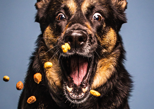 Top 10 Fun Tricks to Teach Your Dog Using Treats